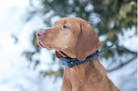 Tvoros funkcija - šuns padėties kontrolės akustinės ribos